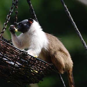 Pied Tamarin at Apenheul, 30/05/12
