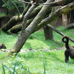 Chilean Pudu and Woolly Monkey at Apenheul, 30/05/12
