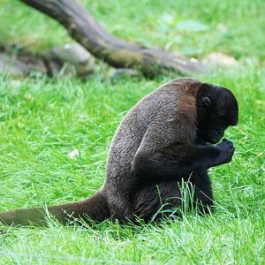 Humboldt's Woolly Monkey at Apenheul, 30/05/12