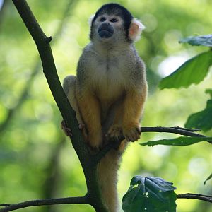 Bolivian Squirrel Monkey at Apenheul, 30/05/12