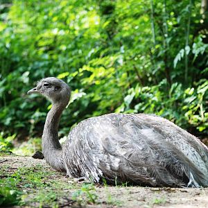 Darwin's Rhea at Apenheul, 30/05/12