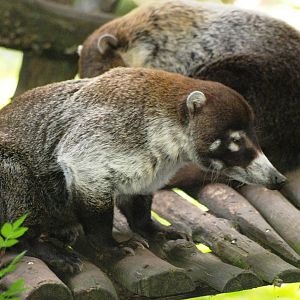 White-nosed Coati at Apenheul, 30/05/12