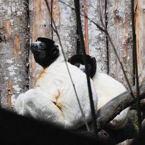 Crowned Sifakas at Apenheul, 30/05/12