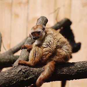 Sclater's Lemur at Apenheul, 30/05/12