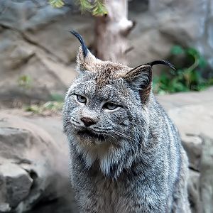 Canada Lynx