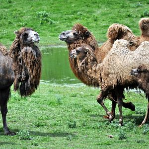 Bactrian Camel
