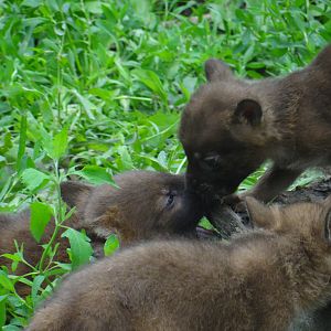 Dhole pups