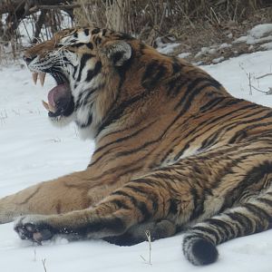 Amur Tiger