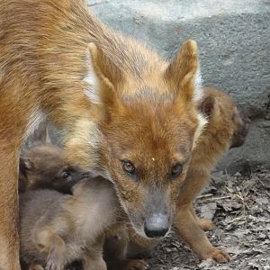 Dhole Mother protecting her pups