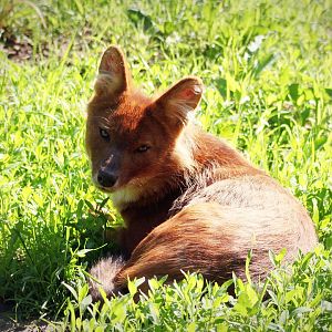 Dhole
