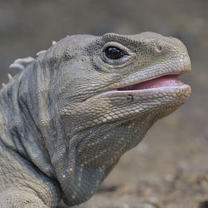 Tuatara male