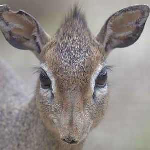 Kirks dik dik