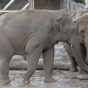 Indian elephants Upali and Maya