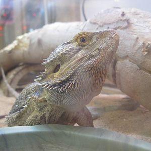 PBRS- Bearded Dragon