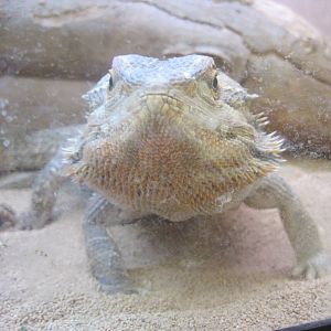 PBRS- Bearded Dragon Stare
