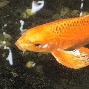 Greenhouse- Koi Fish