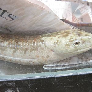 PBRS- European Glass Lizard