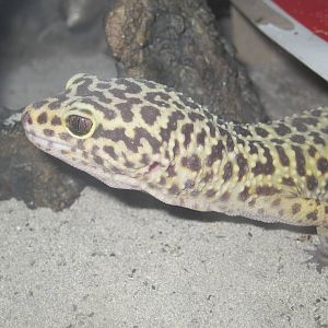 PBRS- Leopard Gecko