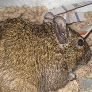 Degu