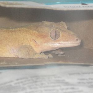 New Caledonian Crested Gecko