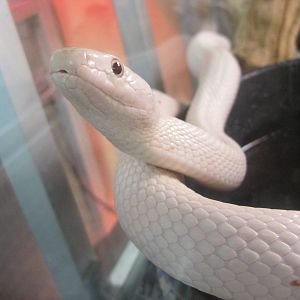 Albino Black Rat Snake