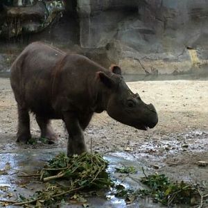 Suci at the Cincinnati Zoo