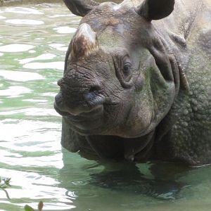 Nikki, Indian rhino at the Cincinnati Zoo