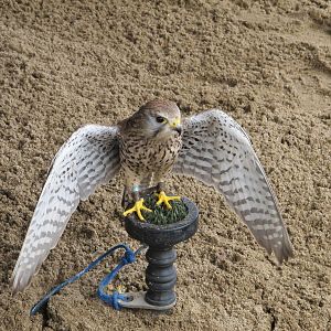 Unknown Falcon at Cardiff Castle