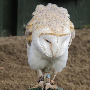 Barn Owl at Cardiff Castle