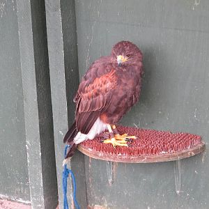 Hawk at Cardiff Castle