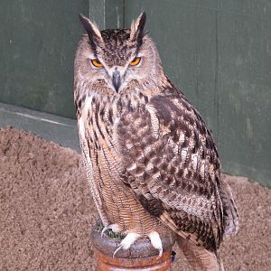 Eagle Owl at Cardiff Castle