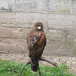 Hawk at Cardiff Castle