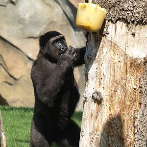 Thomas and the ice cream