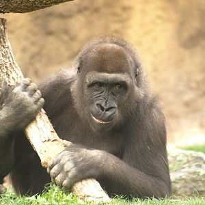 Thomas and his branch