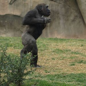 Thomas beating his breast