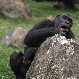 Thomas sucking honey