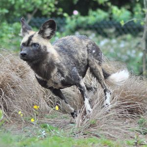 African Wild Dog