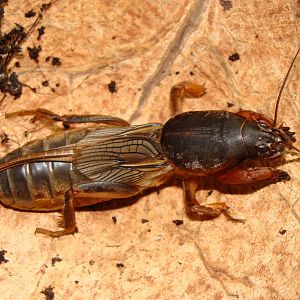 Gryllotalpa gryllotalpa