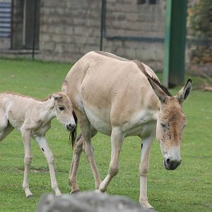 Onager foal, 12 hours old Chester Zoo 11th June 2012