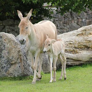 New Onager Foal - Born 10/11-06-2012