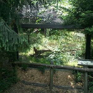 June 2012-Barred owl aviary viewing