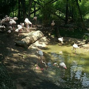 June 2012-Greater flamingos at Flamingo Cove