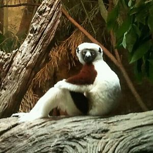 June 2012-Wilhelmina the Coquerel's sifaka