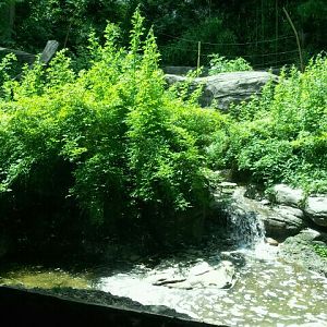 June 2012-Bonobo exhibit