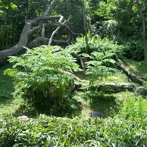 June 2012-Best bonobo exhibit