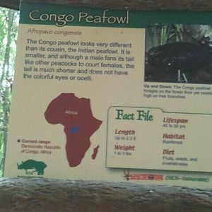 June 2012-Peafowl sign in Jungle Trails (for Kudu21)