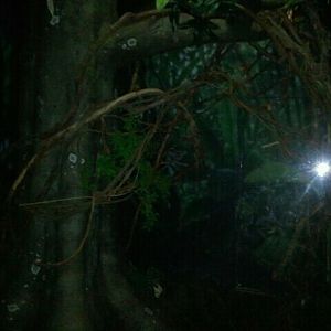 June 2012-Pygmy slow loris exhibit