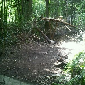 June 2012-Lesser adjutant stork aviary