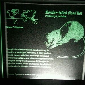 June 2012-Cloud rat sign in Jungle Trails