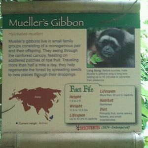 June 2012-Gibbon sign in Jungle Trails